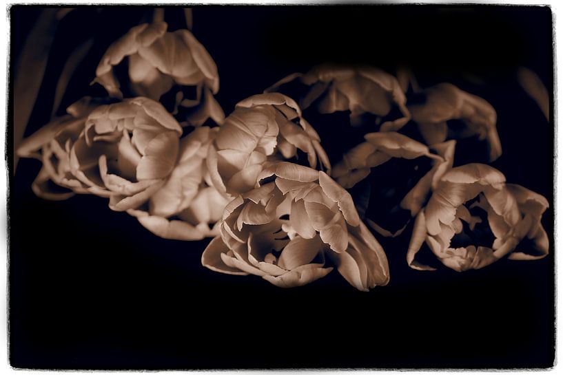 tulips in sepia by Pictures by Van Haestregt