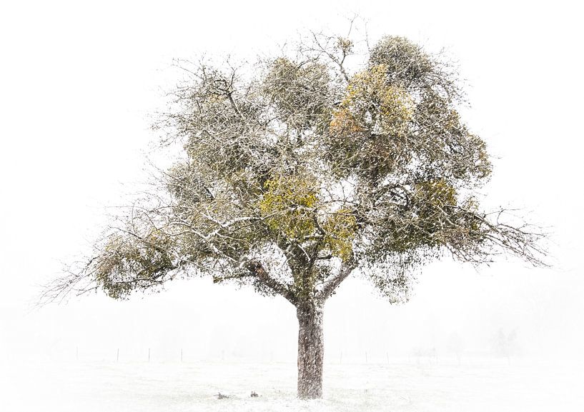 winter tree with mistletoe by Guido Rooseleer