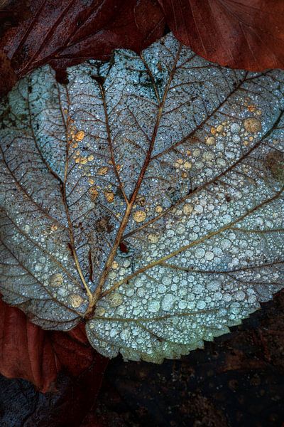 Detail eines Blattes mit Tropfen im Herbst. von Jos Pannekoek