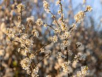 Die Blüte des Lebens.