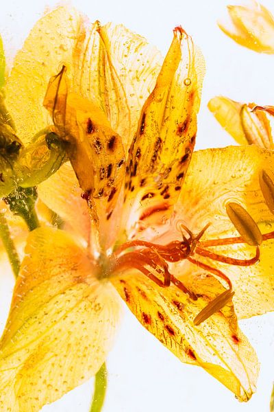 Alstroemeria jaune dans la glace 1 par Marc Heiligenstein