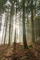 Forest in the morning light