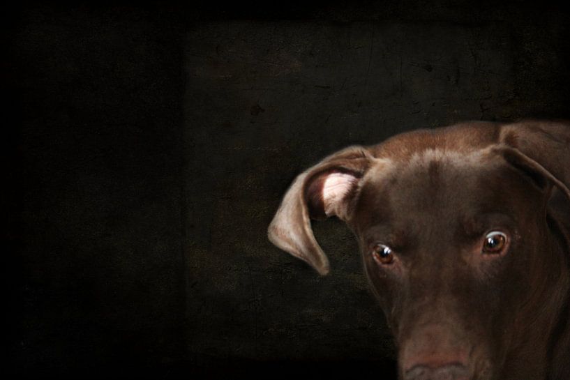 Attila 1 von Heike Hultsch