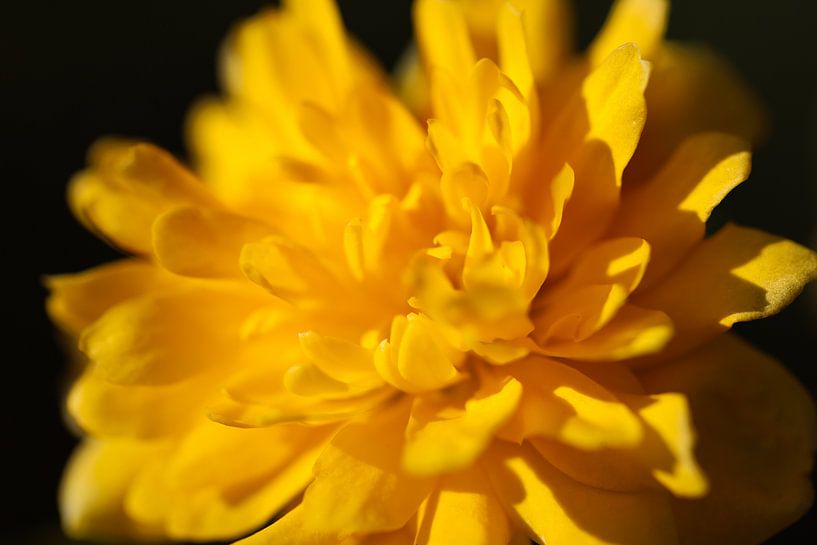 Yellow flower closeup by Marieke Funke