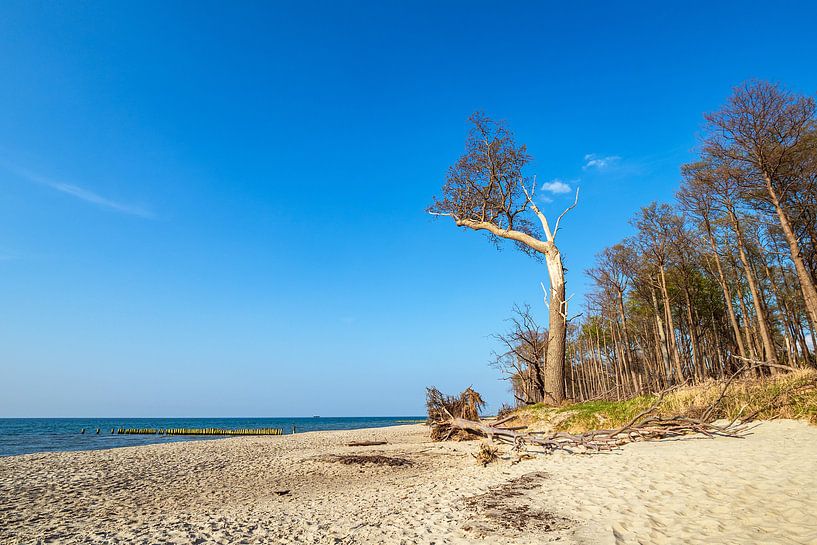 Landscape at the coast of the Baltic Sea in Graal-Müritz by Rico Ködder