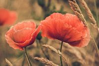 Duo de coquelicots Retro