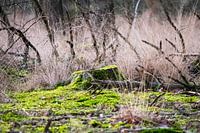 Resting place in the forest