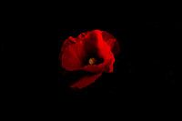 rode klaproos met zwarte achtergrond