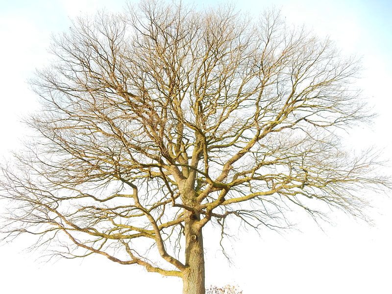 oak by Joke te Grotenhuis