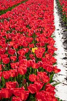 Stranger in a strange land