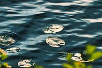 Seerosen im Teich an einem schönen Sommertag