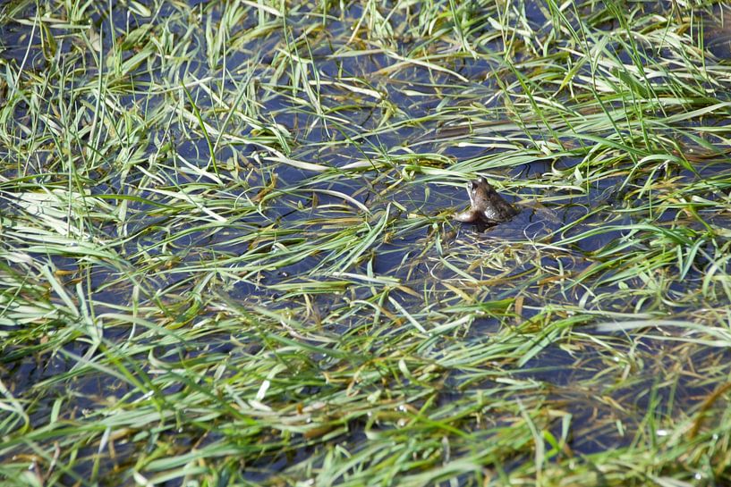 Bild Frosch von Niendem