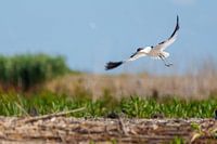 Arrivée de l'Avocet
