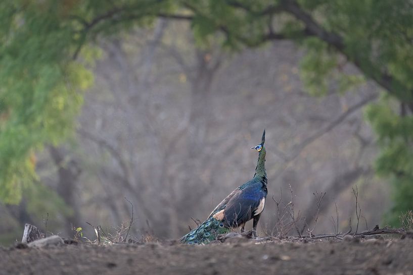 Un paon vert dans le vide du parc national de Baluran par Anges van der Logt
