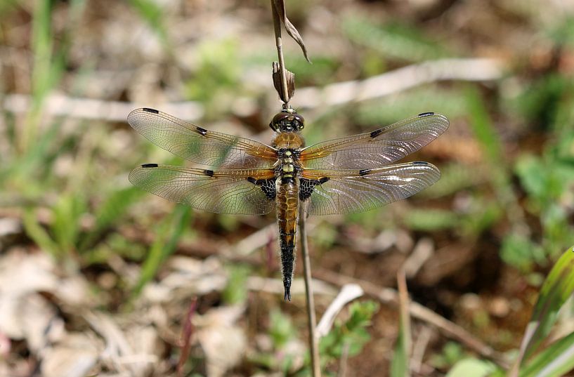 Vierfleck von Matthias Brix