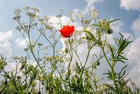 Flowering cow parsley and poppy taken in frog perspective