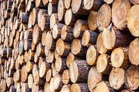 boomstammen gestapeld