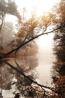 Durchblick bei einem nebligen Sonnenaufgang