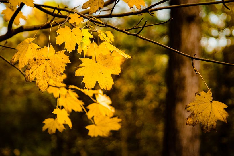 Letzte Blätter des Herbstes von Linsey Aandewiel-Marijnen