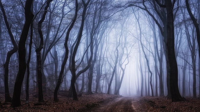 The light of Lothlorien by Tvurk Photography