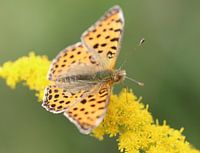 Small mother-of-pearl butterfly