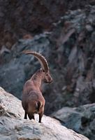 Capricorn in a mountain landscape