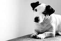 Cute Jack Russel Dog
