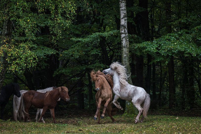 Horses at the edge of the forest by Jürgen Schmittdiel Photography
