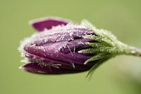 Vom Spanischen Gänseblümchen zur Eisblume.