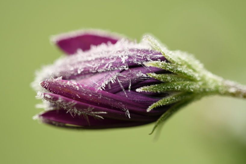 Vom Spanischen Gänseblümchen zur Eisblume. von Netty Kempkes