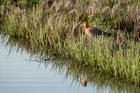 Grutto in de Donkse Laagten met de weerspiegeling in het water
