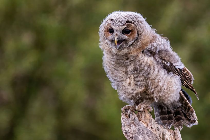 Tawny owl on tree stump - Still young with down by Kees Dorsman