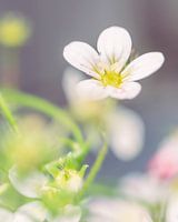 Small, white flower close up