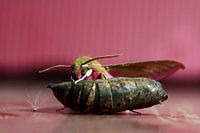 Motte Großer Abendrot