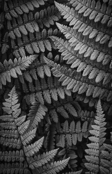 Fern Double_B&amp;W von Loris Photography
