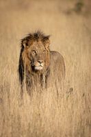 Lion in Chobe National Park Botswana