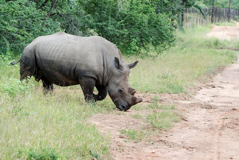 white rhino at the kruger park von ChrisWillemsen