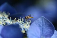 Wespe auf schöner blauer Blume.