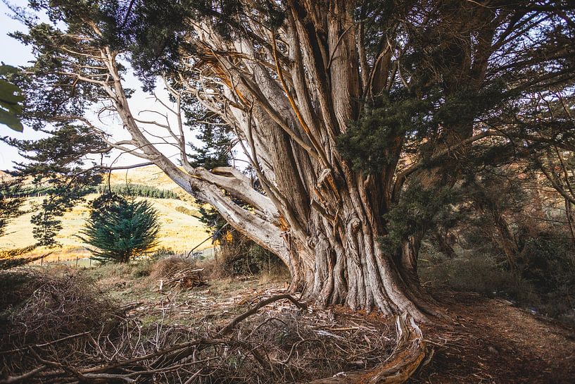 Vieil arbre dans le parc d'Orton Bradley par Thomas van der Willik