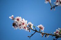 Fleur d'amandier en bleu