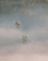 Nebelverhüllte Bauminsel im Tal vom Lilienstein