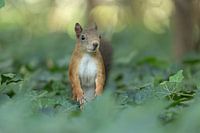 Red squirrel