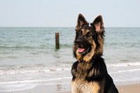 German shepherd on the beach