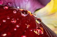 Flower with raindrops