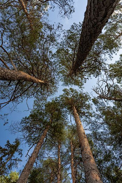 Uninhabited island in Sweden by Lieke Dekkers