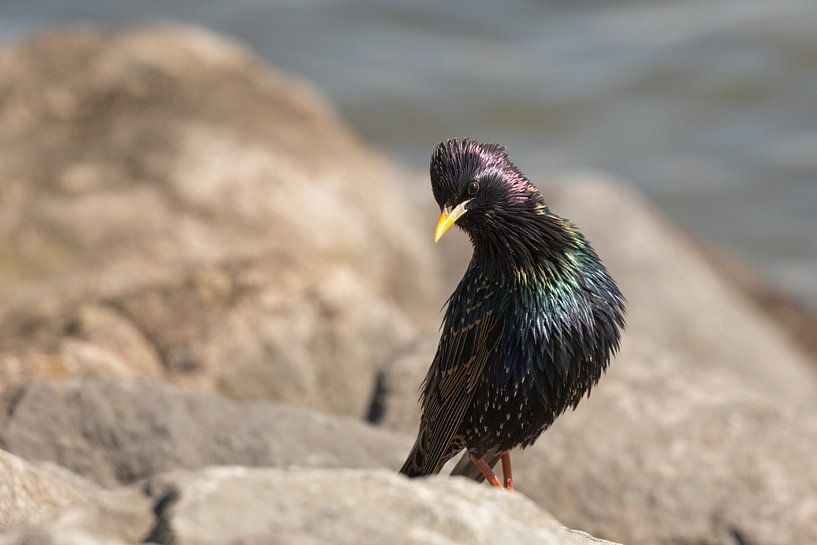 Starling on the cobbles along the wadden sea by Eric Wander