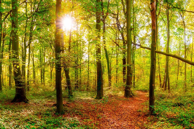 La forêt automnale par Günter Albers