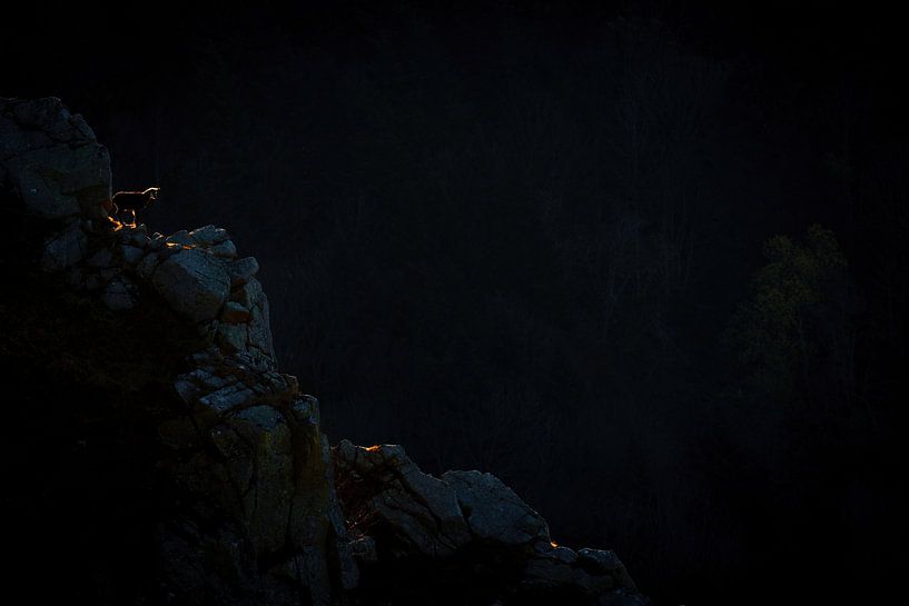 Silhouette einer Gämse von Sam Mannaerts