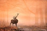Red deer in the mist during sunrise