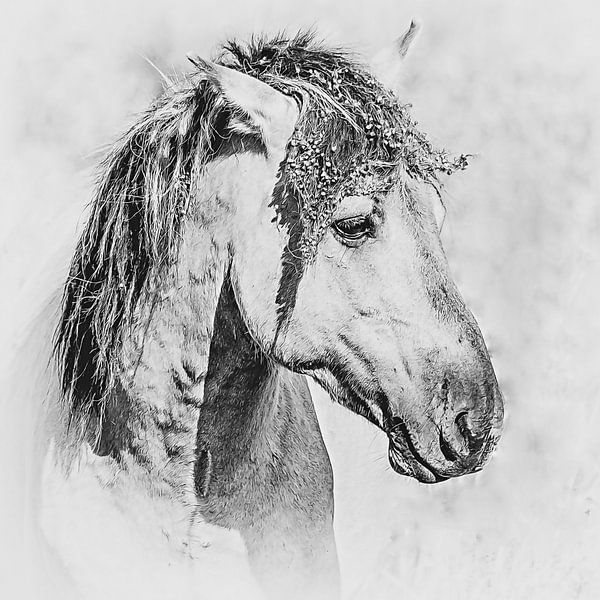 Schwarz-Weiß-Porträt eines schönen konik pferd von Fotografie Jeronimo